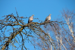 Columba palumbus