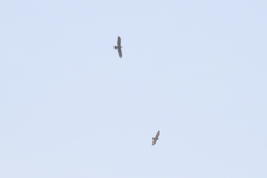 Buteo auguralis