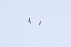 Buteo auguralis