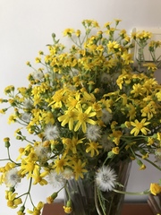 Senecio vernalis