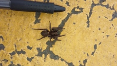 Uliodon albopunctatus