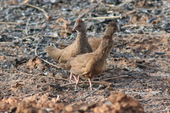 Ptilopachus petrosus