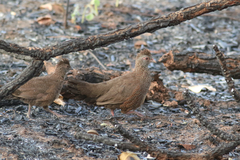 Ptilopachus petrosus