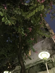 Bauhinia × blakeana
