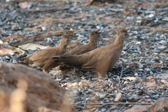 Ptilopachus petrosus