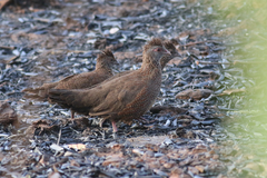 Ptilopachus petrosus