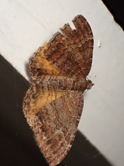 Chrysolarentia bichromata