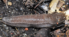 Geomalacus anguiformis