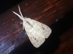 Spilosoma cervina
