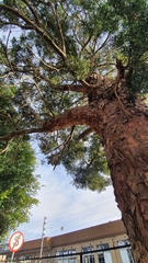 Afrocarpus