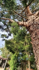 Afrocarpus