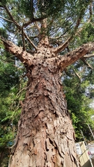 Afrocarpus