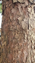 Afrocarpus