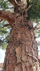 Afrocarpus