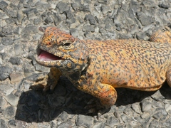 North-African Mastigure photo 1