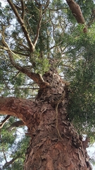 Afrocarpus
