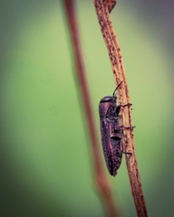 Pseudanilara