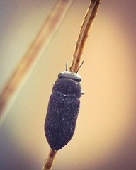 Pseudanilara