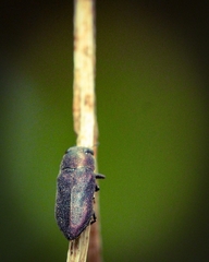Pseudanilara