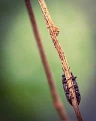 Pseudanilara