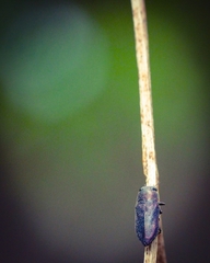 Pseudanilara