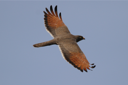 Grasshopper Buzzard