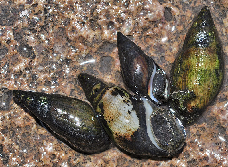 Melanopsis lorcana