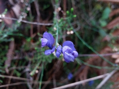 Polygala microphylla