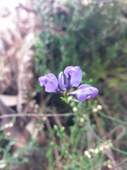 Polygala microphylla