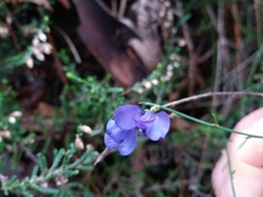 Polygala microphylla