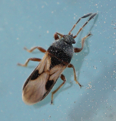 Blissus leucopterus