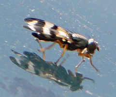 Chaetopsis massyla