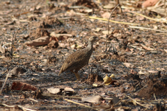 Pternistis icterorhynchus
