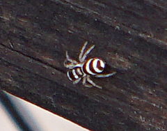 Salticus austinensis