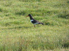 Haematopus ostralegus