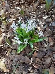 Scilla mischtschenkoana