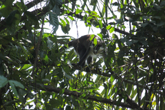 Cercopithecus ascanius