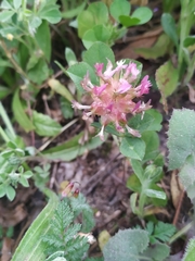 Trifolium spumosum