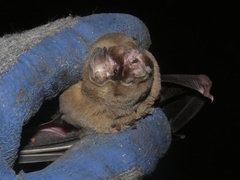 Mormoops megalophylla