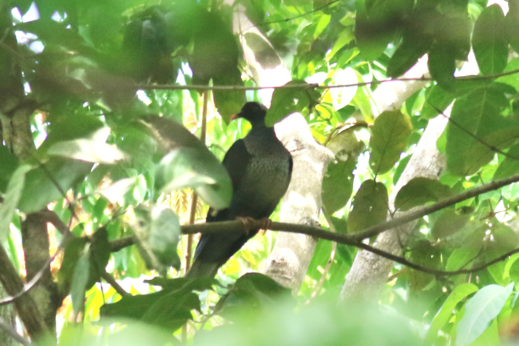 White-naped Pigeon