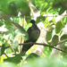 White-naped Pigeon - Photo (c) Mathias D'haen, some rights reserved (CC BY-NC-ND), uploaded by Mathias D'haen