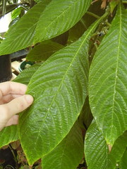 Aphelandra sinclairiana