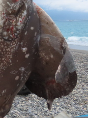 Masturus lanceolatus