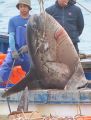 Masturus lanceolatus