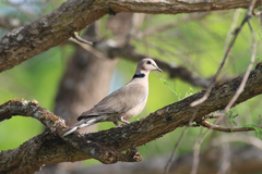 Streptopelia vinacea