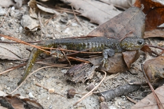 Hynobius leechii