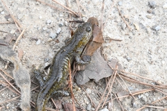 Hynobius leechii