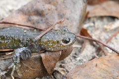Hynobius leechii