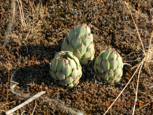 Sempervivum ruthenicum, photograph 5