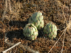 Galyna Mykytynets, CC BY, iNaturalist via GBIF Sempervivum ruthenicum, photograph Galyna Mykytynets, CC BY, iNaturalist via GBIF